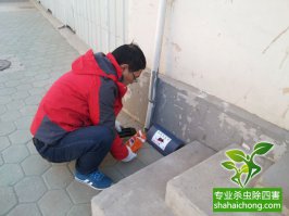 老鼠怎么殺？滅鼠公司有辦法